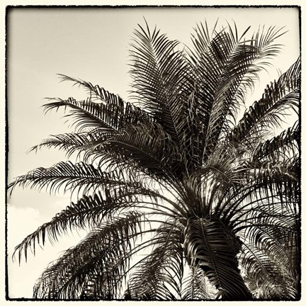 Framed Palm Tree Sepia I Print