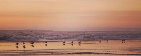 Framed Kalaloch Birds V Print