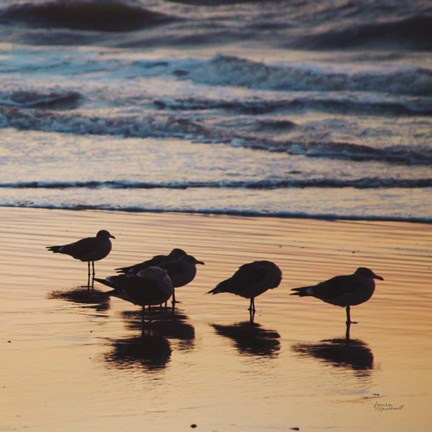 Framed Kalaloch Birds II Print