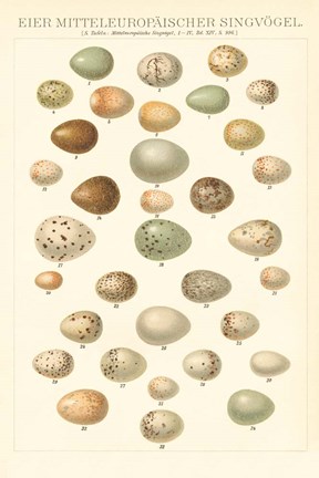 Framed Songbird Egg Chart Print