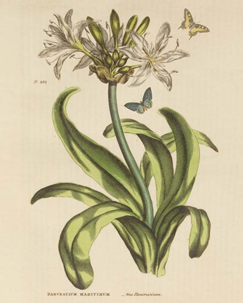 Framed Herbal Botany XX Butterfly Crop Print