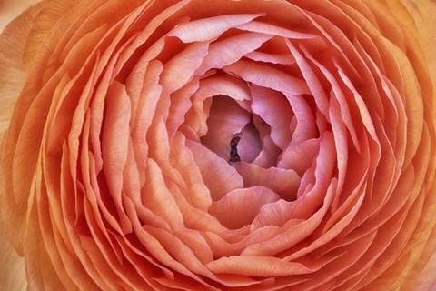 Framed Amber Orange Persian Buttercup Flower Print