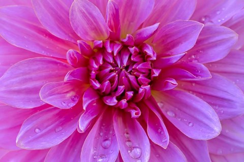 Framed Fuchia-Pink Dahlia Print