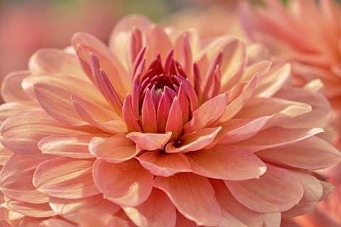 Framed Peach Colored Dahlia Flower Print