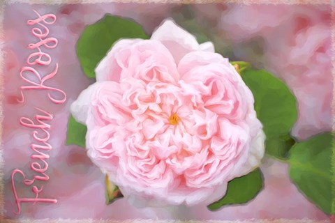 Framed French Roses Print