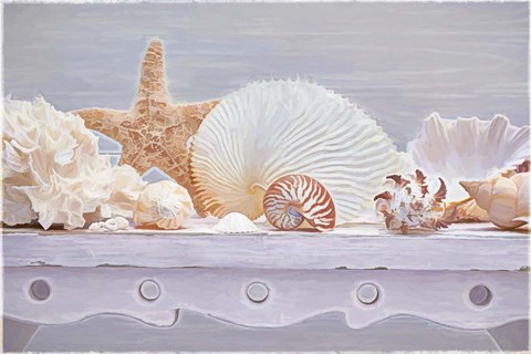 Framed Sea Shell Still Life Print