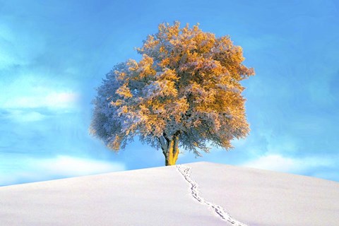 Framed Last Show Print