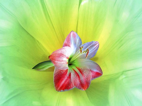 Framed Delicate Print