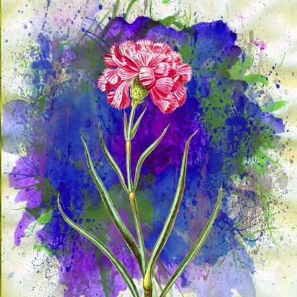 Framed Pink Carnation Print