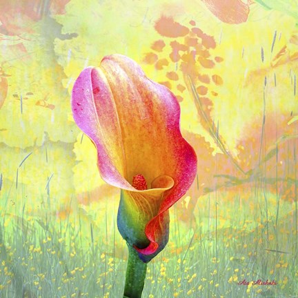 Framed Calla Lily Print