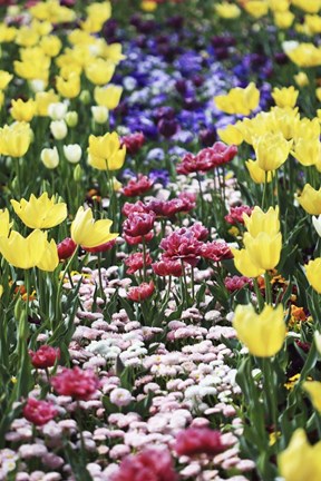 Framed Full Of Colors (2) Print