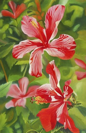 Framed Red Hibiscus 3 Print
