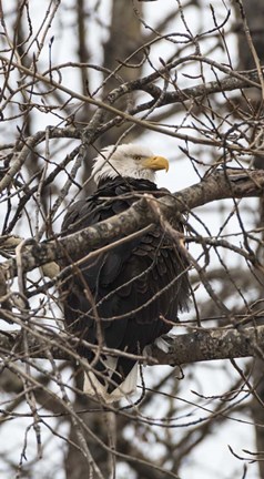Framed Bald Eagle Print