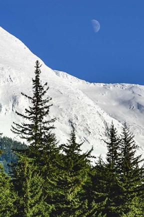 Framed Bluebird Moon Print