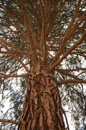 Framed Branching Out Print