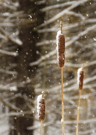 Framed Catch My Drift Print