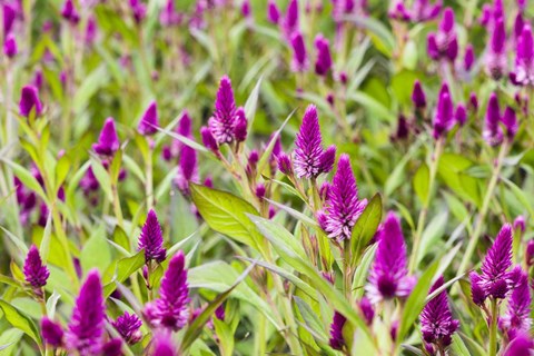 Framed Celosia Print