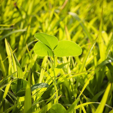 Framed Clover In Sun Print