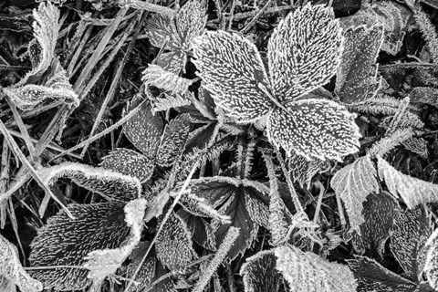 Framed Fine Frost Print