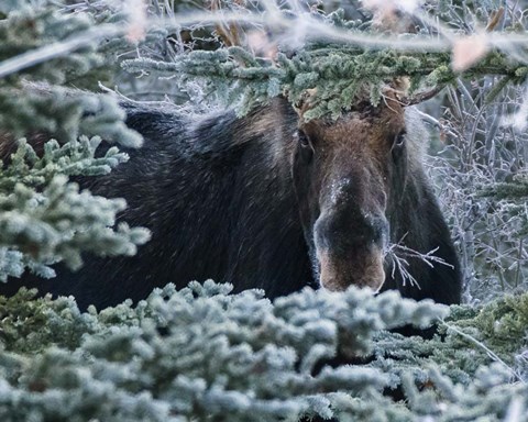 Framed Hello Mr. Moose Print