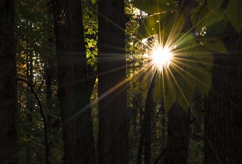 Framed Leaf Peeping Sun Print
