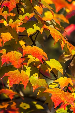 Framed Maple Flame Print