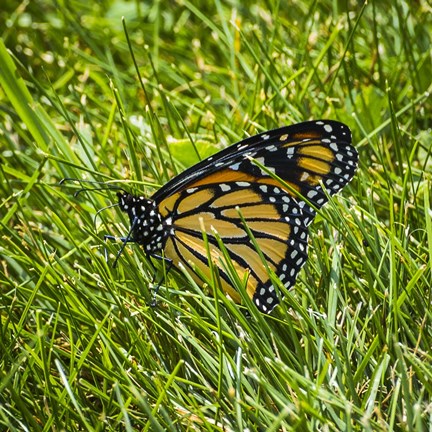 Framed Monarch Print