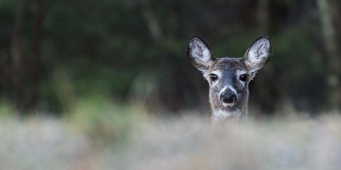 Framed Morning Doe Print