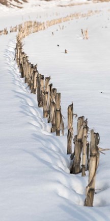 Framed Old Corn Row Print