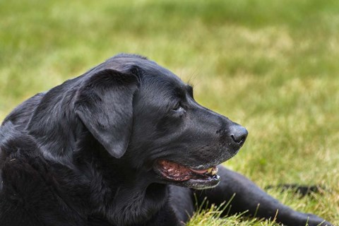 Framed Old Girl Print