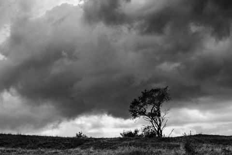 Framed Tree Sillouette Print