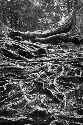 Framed Well-Rooted Print