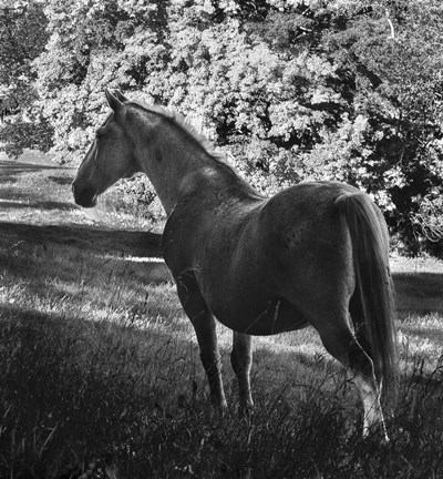 Framed White Mare Print