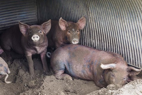 Framed Wilbur And Company Print