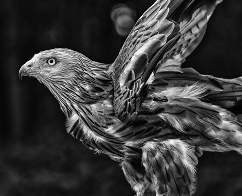 Framed Red Kite Taking Off  - Black &amp; White Print