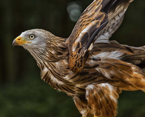 Framed Red Kite Taking Off Print