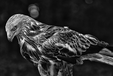 Framed Red Kite Looking Down - Black &amp; White Print