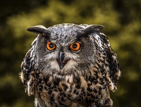 Framed Red Eyed Owl Print
