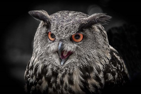 Framed Red Eyed Owl Close Up  - Black &amp; White Print