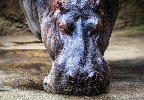 Framed Hippo Print