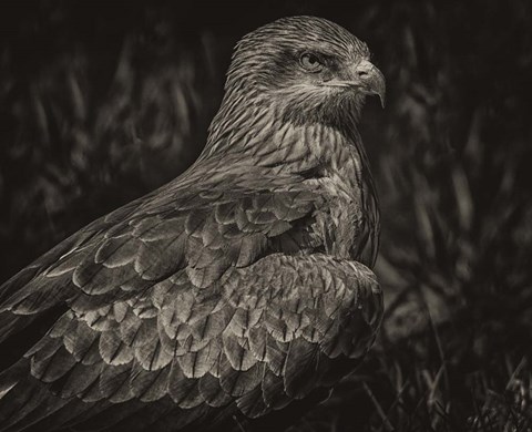 Framed Predator Bird Sepia Print