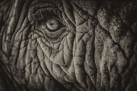 Framed Elephant Close Up II Sepia Print