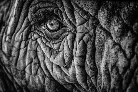 Framed Elephant Close Up II - Black &amp; White Print