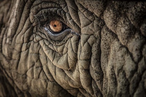 Framed Elephant Close Up II Print