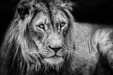Framed Lion II - Black &amp; White Print
