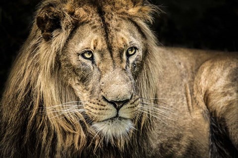 Framed Lion II Print