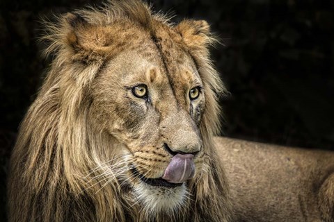 Framed Lion III Print