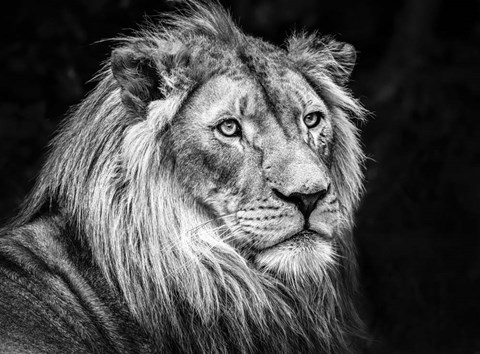 Framed Lion V - Black &amp; White Print