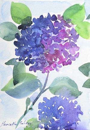 Framed Watercolor Hortensia 1 Print