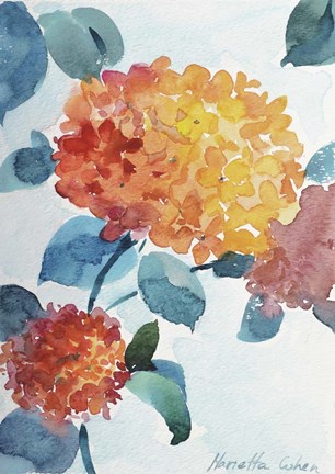 Framed Watercolor Hortensia 2 Print